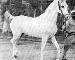 broodmare Samha 1931 EAO (Arabian thoroughbred, 1931, from Baiyad 1918 RAS)