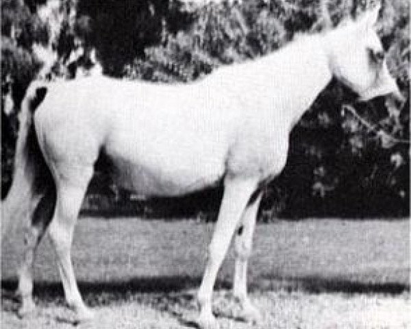broodmare Kamla 1942 RAS (Arabian thoroughbred, 1942, from Sheikh el Arab 1933 RAS)