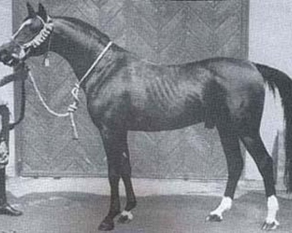 stallion Karmin 1952 ox (Arabian thoroughbred, 1952, from Witraz 1938 ox)