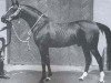 stallion Karmin 1952 ox (Arabian thoroughbred, 1952, from Witraz 1938 ox)