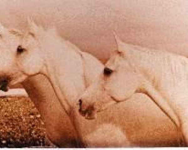 broodmare Galatife 1943 ox (Arabian thoroughbred, 1943, from Gandhy ox)