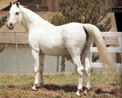 broodmare Zalema 1958 ox (Arabian thoroughbred, 1958, from Congo 1941 ox)