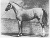 stallion Ilustre 1923 ox (Arabian thoroughbred, 1923, from Seanderich 1902 ox)