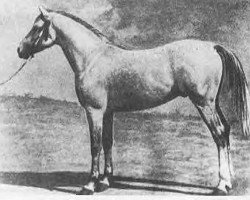 stallion Ilustre 1923 ox (Arabian thoroughbred, 1923, from Seanderich 1902 ox)