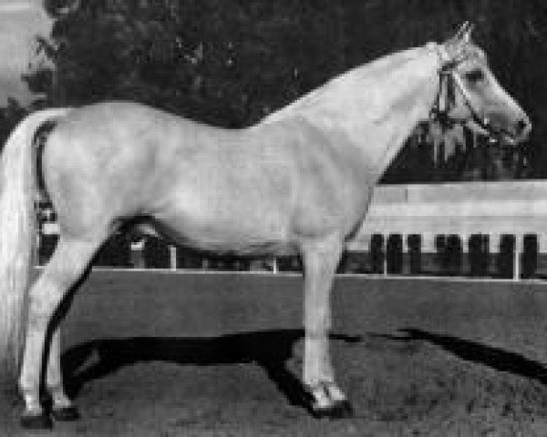 Deckhengst Congo 1941 ox (Vollblutaraber, 1941, von Ilustre 1923 ox)