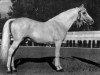 stallion Congo 1941 ox (Arabian thoroughbred, 1941, from Ilustre 1923 ox)