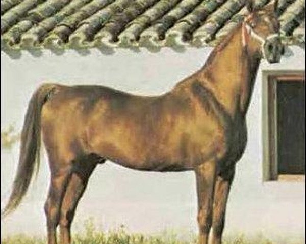stallion Zancudo 1958 ox (Arabian thoroughbred, 1958, from Congo 1941 ox)