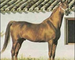 stallion Zancudo 1958 ox (Arabian thoroughbred, 1958, from Congo 1941 ox)