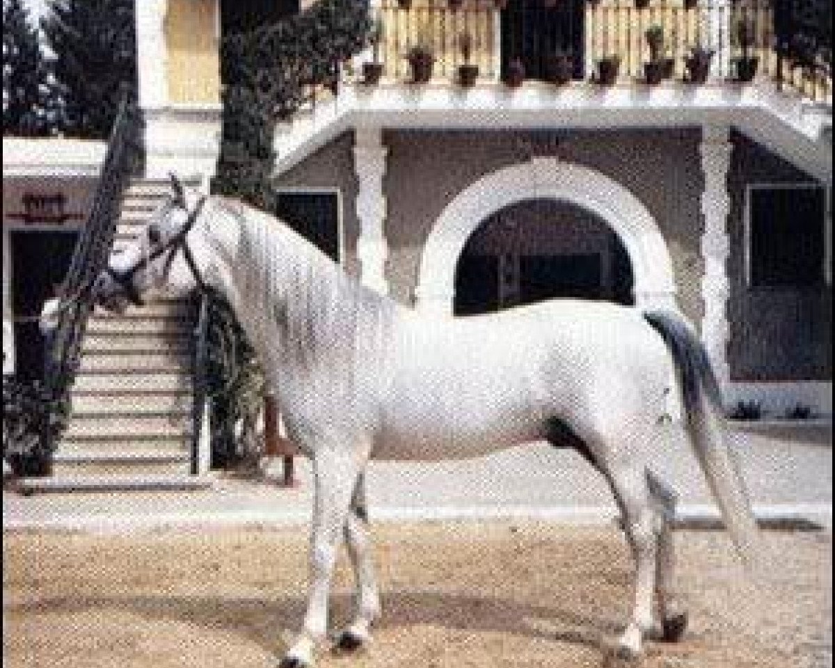 stallion Jaguay 1968 ox (Arabian purebred, 1968, from Zancudo 1958 ox)