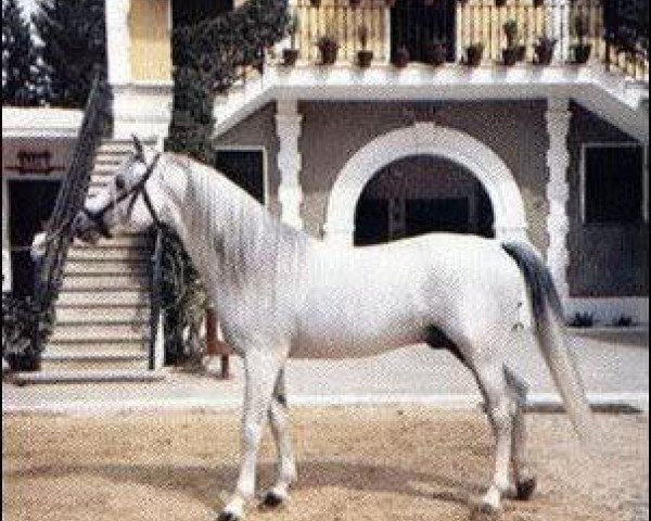 stallion Jaguay 1968 ox (Arabian thoroughbred, 1968, from Zancudo 1958 ox)