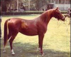 broodmare Grazalema 1973 ox (Arabian thoroughbred, 1973, from Jaguay 1968 ox)