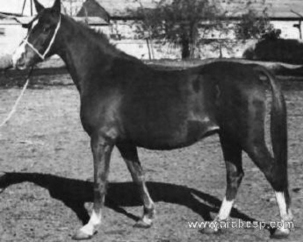 broodmare Dalia IV 1962 ox (Arabian thoroughbred, 1962, from Maquillo ox)