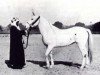 broodmare Bint Faras Naqadan 1865 RAS (Arabian thoroughbred, 1865, from Zobeyni 1844 DB)
