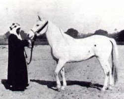 broodmare Bint Faras Naqadan 1865 RAS (Arabian thoroughbred, 1865, from Zobeyni 1844 DB)