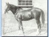 stallion Jeroboam 1882 ox (Arabian thoroughbred, 1882, from Pharaoh 1876 DB)