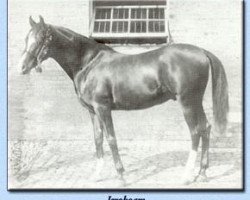 stallion Jeroboam 1882 ox (Arabian thoroughbred, 1882, from Pharaoh 1876 DB)