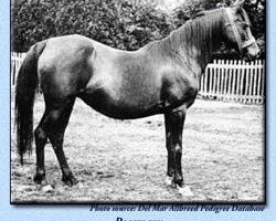 broodmare Rosemary 1886 ox (Arabian thoroughbred, 1886, from Jeroboam 1882 ox)