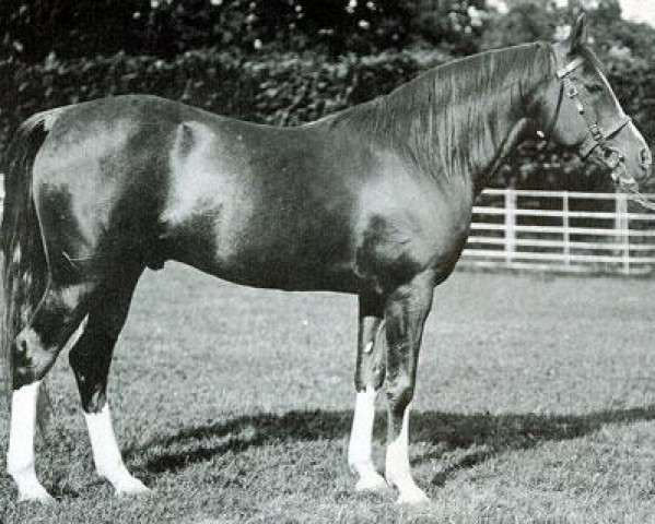 stallion Mesaoud 1887 RAS (Arabian thoroughbred, 1887, from Aziz 1877 RAS)