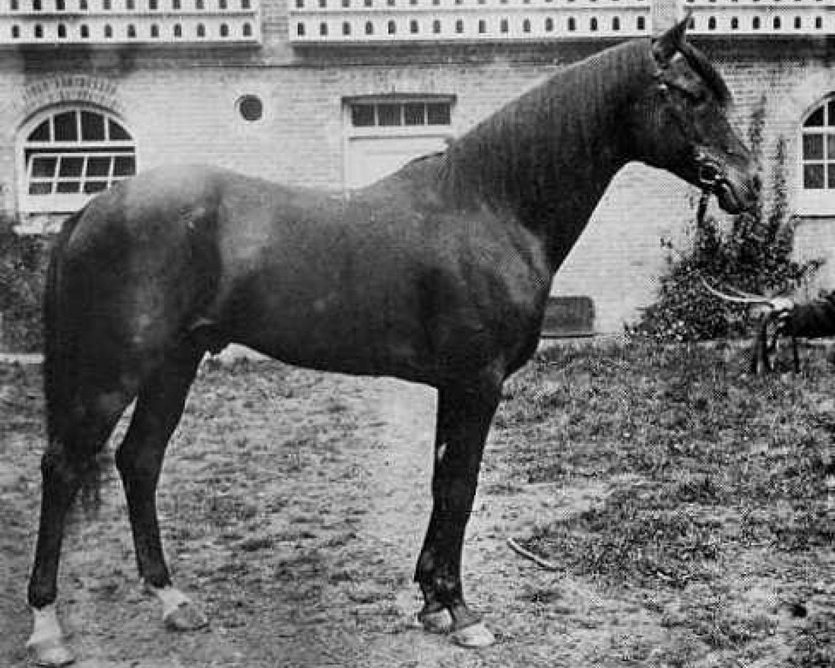 Deckhengst Kars 1874 DB (Vollblutaraber, 1874, von Seglawi Jedran 1864 DB)
