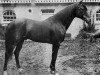 stallion Kars 1874 DB (Arabian thoroughbred, 1874, from Seglawi Jedran 1864 DB)