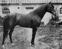 stallion Kars 1874 DB (Arabian thoroughbred, 1874, from Seglawi Jedran 1864 DB)