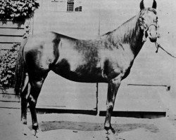 broodmare Rose of Jericho 1883 ox (Arabian thoroughbred, 1883, from Kars 1874 DB)