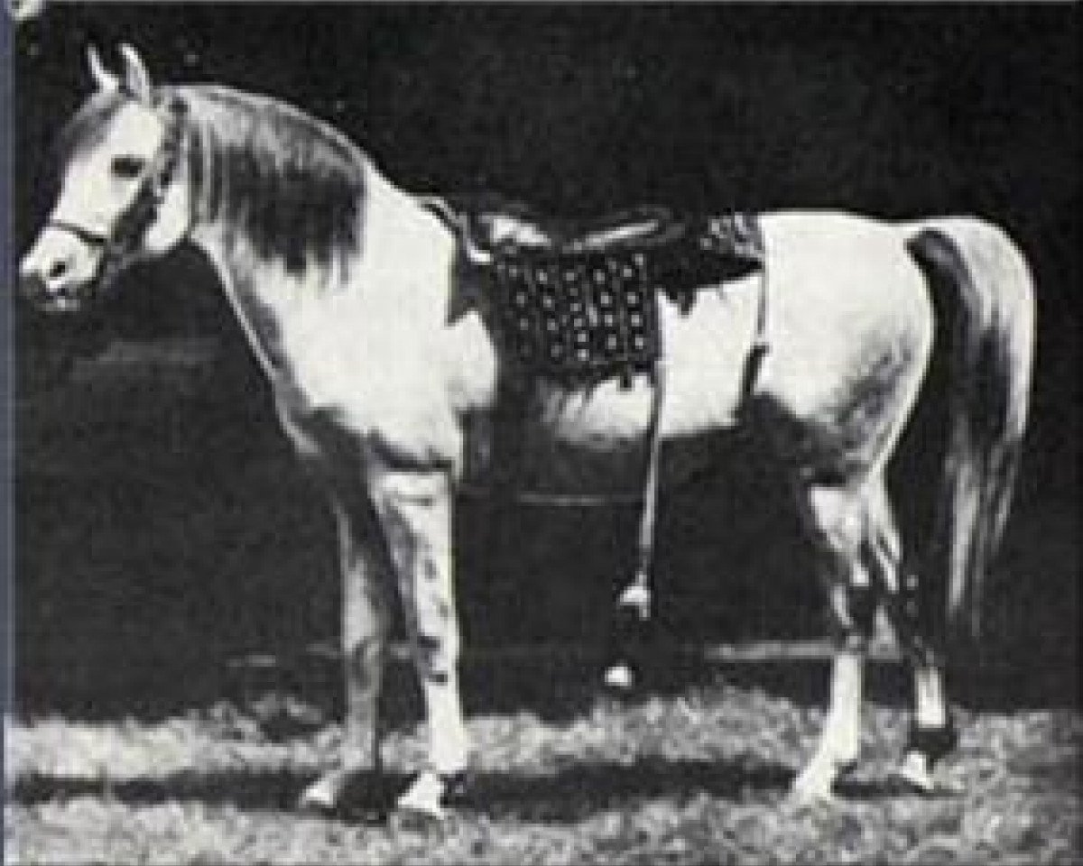 stallion Azrek 1881 DB (Arabian purebred, 1881, from Saqlawi Jidran Ibn Ad Darri 1876 DB)