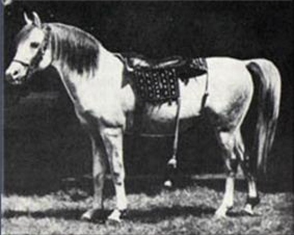 stallion Azrek 1881 DB (Arabian thoroughbred, 1881, from Saqlawi Jidran Ibn Ad Darri 1876 DB)
