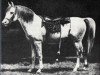stallion Azrek 1881 DB (Arabian thoroughbred, 1881, from Saqlawi Jidran Ibn Ad Darri 1876 DB)
