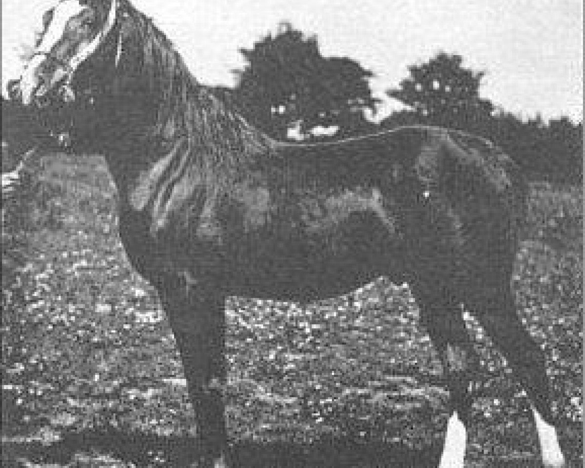stallion Rejeb 1897 ox (Arabian purebred, 1897, from Mesaoud 1887 RAS)