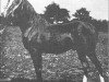 stallion Rejeb 1897 ox (Arabian thoroughbred, 1897, from Mesaoud 1887 RAS)