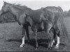 broodmare Rose of Hind 1902 ox (Arabian thoroughbred, 1902, from Rejeb 1897 ox)