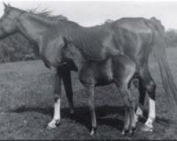 broodmare Rose of Hind 1902 ox (Arabian thoroughbred, 1902, from Rejeb 1897 ox)