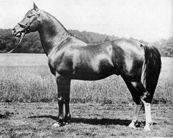 stallion Daoud 1899 ox (Arabian thoroughbred, 1899, from Mesaoud 1887 RAS)