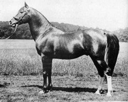 stallion Daoud 1899 ox (Arabian thoroughbred, 1899, from Mesaoud 1887 RAS)