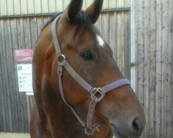 dressage horse Wilhelm (German Warmblood, 2003, from Well done)