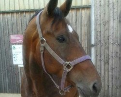 dressage horse Wilhelm (German Warmblood, 2003, from Well done)