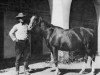 broodmare Rasima 1917 ox (Arabian thoroughbred, 1917, from Daoud 1899 ox)