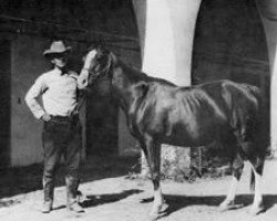 broodmare Rasima 1917 ox (Arabian thoroughbred, 1917, from Daoud 1899 ox)