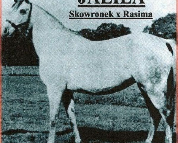 Zuchtstute Jalila 1922 ox (Vollblutaraber, 1922, von Skowronek 1909 ox)
