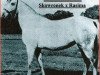 broodmare Jalila 1922 ox (Arabian thoroughbred, 1922, from Skowronek 1909 ox)