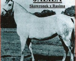 broodmare Jalila 1922 ox (Arabian thoroughbred, 1922, from Skowronek 1909 ox)