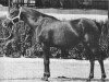 broodmare Baldosa ox (Arabian thoroughbred, 1960, from Maquillo ox)