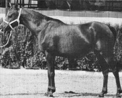 broodmare Baldosa ox (Arabian thoroughbred, 1960, from Maquillo ox)