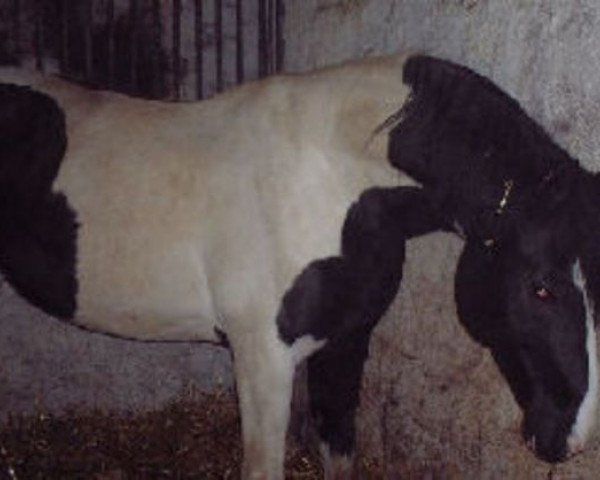 stallion Nitron (Pinto / Hunter, 1992, from Nekoma)
