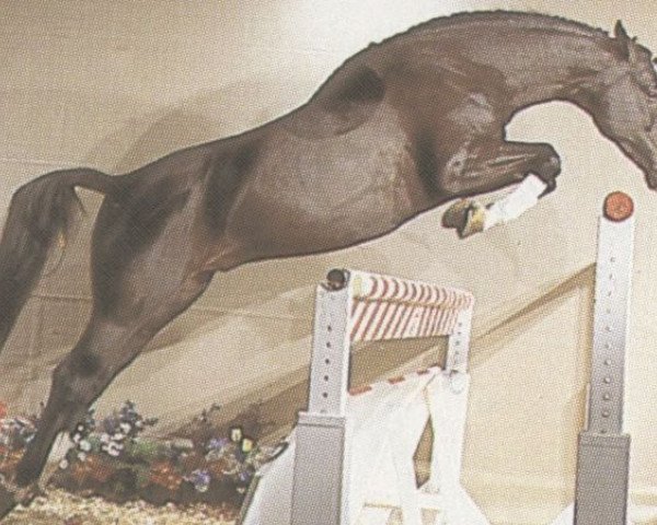 stallion Ramin (Westphalian, 1979, from Ramiro Z)