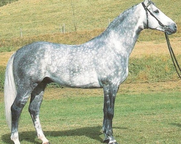 horse Rigobert (Württemberger, 1983, from Ramin)