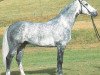 stallion Rigobert (Württemberger, 1983, from Ramin)