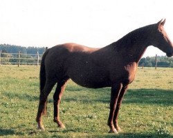 broodmare Ladys-Rubin (Oldenburg, 1992, from Rubinstein I)