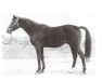 stallion Der Löwe xx (Thoroughbred, 1944, from Wahnfried xx)